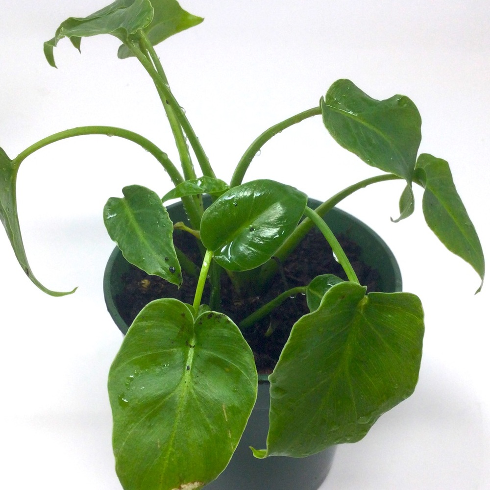 Philodendron Xanadu